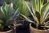 home-nova-plantas-que-pedem-pouca-agua-agaves-e-suculentas