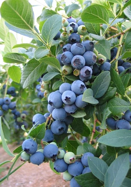 Mirtilo blueberry