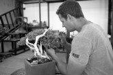Ryan Neil cria bonsais avaliados em US$750 mil dólares